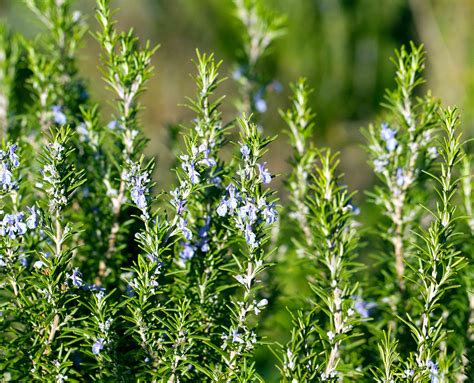 Growing Guide For Rosemary Plant Care Tips Varieties And More