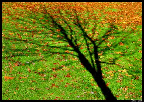 Wallpaper Autumn Shadow Tree Verde Green Fall Leaves Hojas