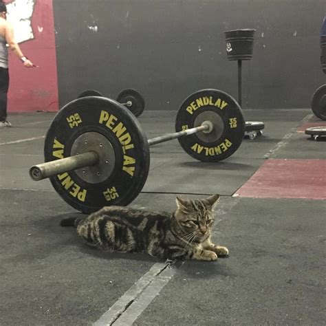 “cat Motivated Him” Fitness Community Awards Adorable Gym Cat “best