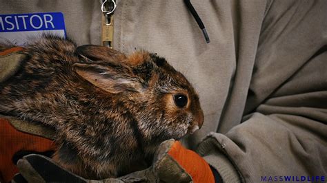 Us Fish And Wildlife Releases New England Cottontails Onto Nomans