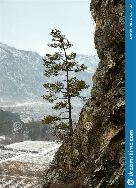 A Lone Pine Tree On A Stone Ledge Of A High Mountain Overlooking A Snow
