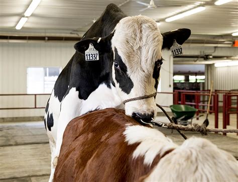 National Association Of Animal Breeders Usa Cattle Genetics