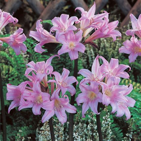 naked lady lilies bulbs amaryllis belladonna high country gardens
