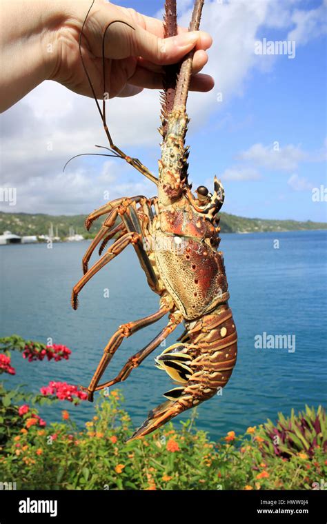 Caribbean Spiny Lobster Panulirus Argus Stock Photo Alamy