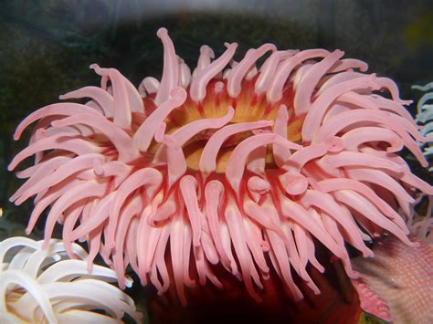 A Sea Anemone On Display At The Moody Gardens Aquarium Pics4learning