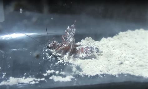 Diatomaceous earth has sharp edges that are abrasive and thus speed up the drying and. Diatomaceous Earth, information about and how to use it ...