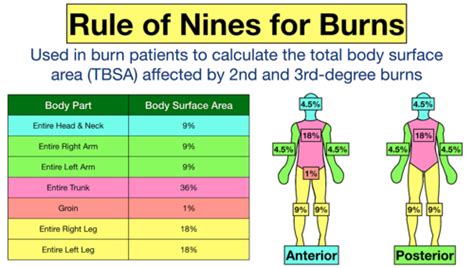 Burn Tbsa Diagram From Class Flashcards Quizlet