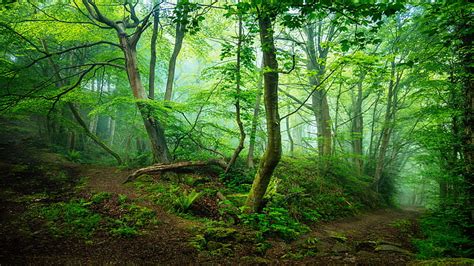Best Green Nature Forest Wallpaper Hd 1080p Work Quotes