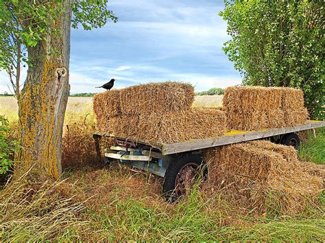 Old Hay Wagon Photograph By Gill Billington