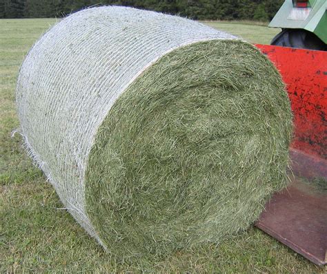 Compressed Teff Grass Bales For Sale In Bulk At Wholesale Prices The