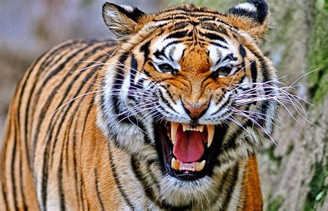 Image Tiger Roar Politics And War Wiki Fandom Powered By Wikia