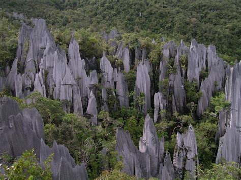 The Pinnacles In Gunung Mulu National Park Borneo Island Malaysia