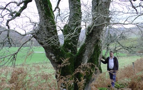 Another Sprig Of Hope For Ash Tree Biochar Botanics Stories