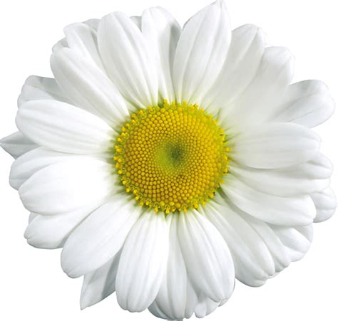 Common Daisy Clip Art Large Transparent Daisy Clipart Png Download