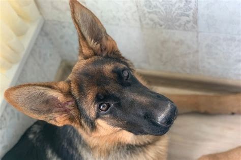 How To Take Care Of A 9 Month Old German Shepherd Anything German