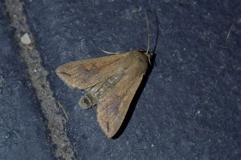 Northern Armyworm From Lansdowne Masterton New Zealand On March 26