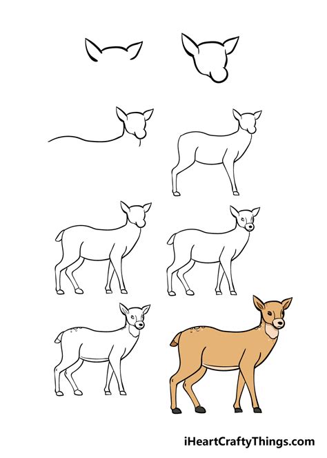 How To Draw A Doe