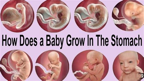 How Does A Baby Grow In The Stomach To Month Of Baby Growth During Pregnancy YouTube