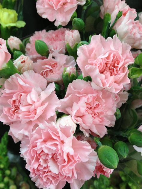 Pink Carnations Carnation Flower Beautiful Flowers Pretty Flowers