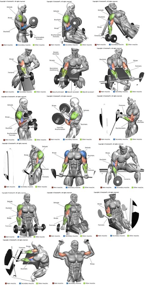 You can do this biceps workout at home or in the gym, just as long as you have a set of dumbbells. The 25+ best Biceps ideas on Pinterest | Biceps workout ...