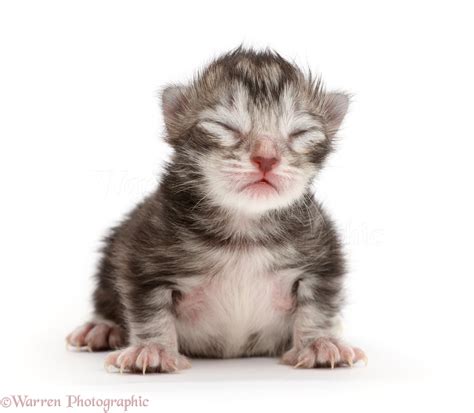 Baby Tabby Kittens