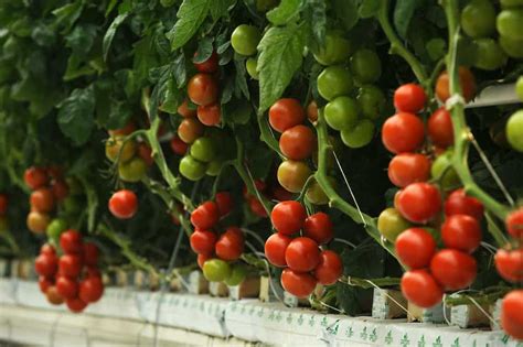 How To Grow Hydroponic Tomatoes Everything You Need To Know