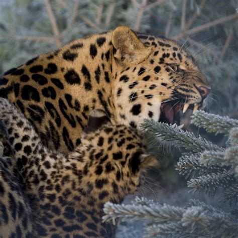 Amur Leopards Archives Wildcats Conservation Alliance