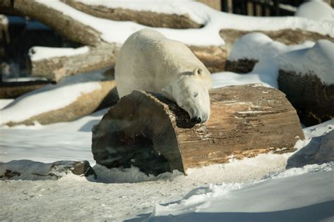 Female Polar Bear Arrives At Detroit Zoo Wwmt