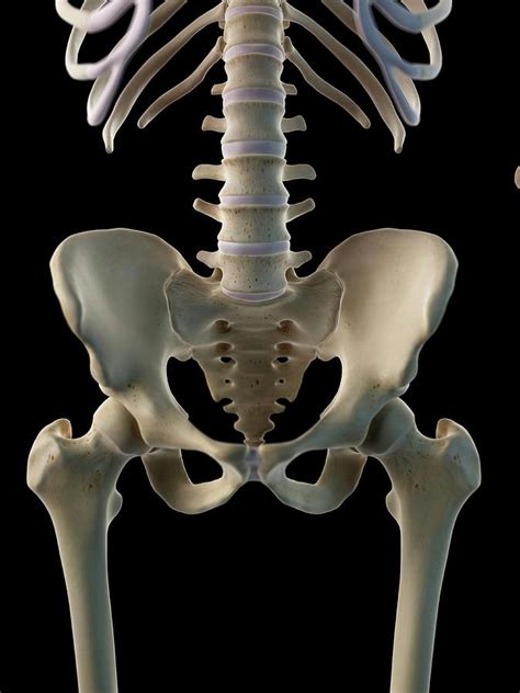 Human Hip Bone Photograph By Sciepro Fine Art America