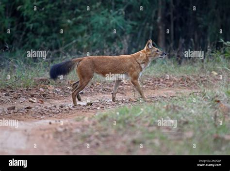 Dhole Cuon Alpinus Adult On Forest Track Bandhavgarh National Park Madhya Pradesh India