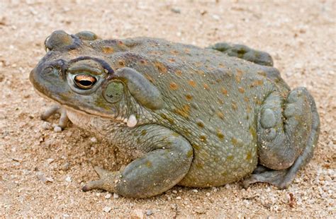 Sonaran Desert Toad (Bufo alvarius) Southwest United States to Mexico