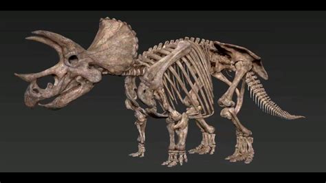 Triceratops Skeleton By Vitamin Imagination Youtube