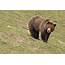 Smiling Grizzly Bear  Shutterbug