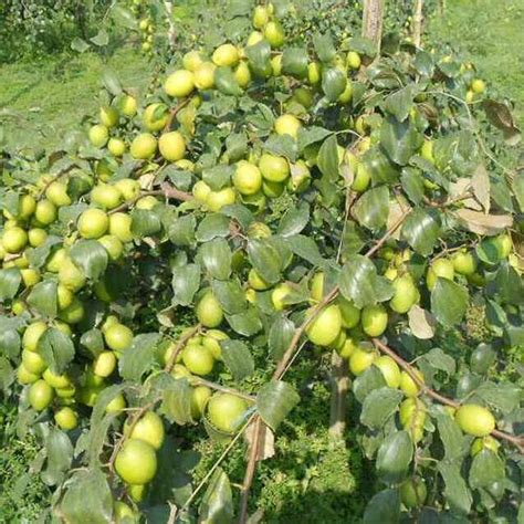 Well Watered Apple Ber Plant Rs 45 Piece Green India Champion Agro Private Limited Id