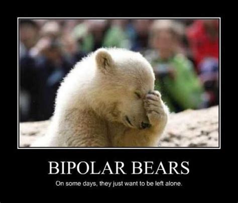 Polar Bear Funny Quotes Quotesgram