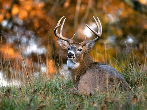 🔥 Download Funny Deer Wallpaper Desktop Animal By Erics37 Deer