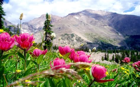 Beautiful Mountain Landscape Beautiful Pink Mountain Flower Mountain