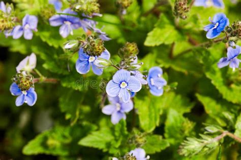 Small Blue Wildflowers Veronica Stock Image Image Of Nature Summer