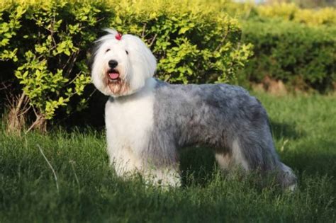 Old English Sheepdog Ultimate Guide Personality Trainability Health
