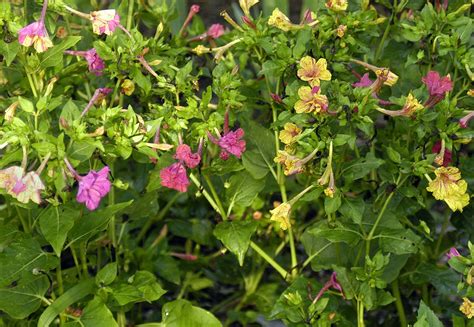 71 4 o'clocks ideas | clock flower, four o … перевести эту страницу. Four O'Clocks, Broken Colors, 2 g : Southern Exposure Seed ...