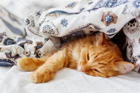 Cute Ginger Cat Sleeps Under Blanket High Quality Animal Stock Photos