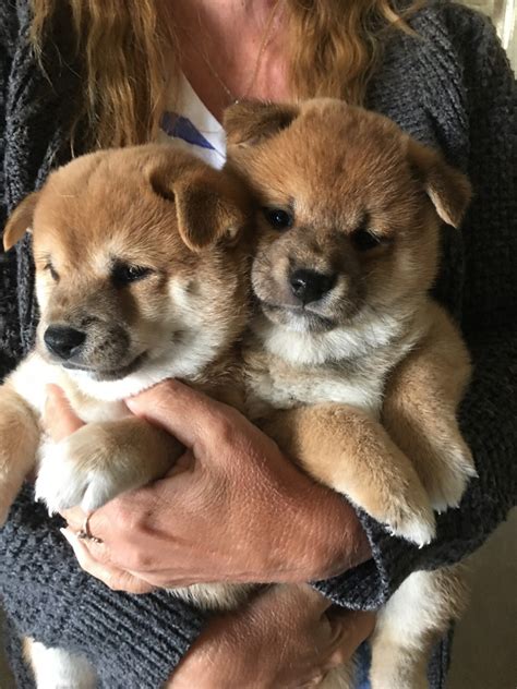 Shiba Inu Puppies For Sale Sparks Nv 278264 Petzlover