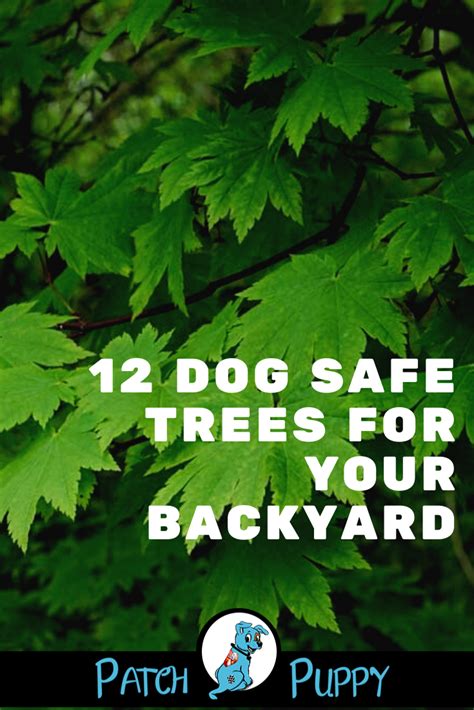 12 Dog Safe Trees For Your Backyard Dog Friendly