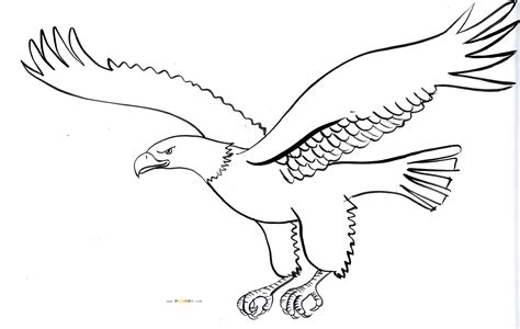 Dibujos De Aguila Para Imprimir Y Colorear