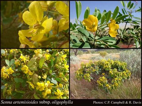 Some of its distinct subspecies also have common names of their own. Senna artemisioides subsp. oligophylla (F.Muell.) Randell ...