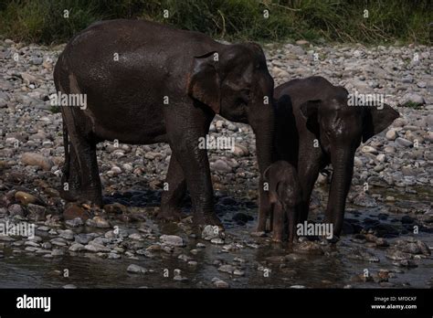 wild elephants- India Stock Photo - Alamy