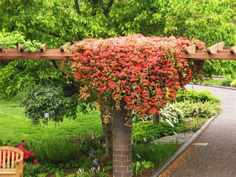 Maybe you would like to learn more about one of these? What Flowering Vines Are Best For Your Zone - Gives ...