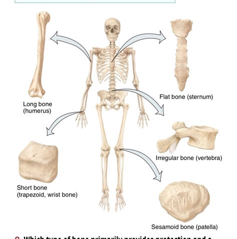 Types Of Bones Diagram Diagram Quizlet