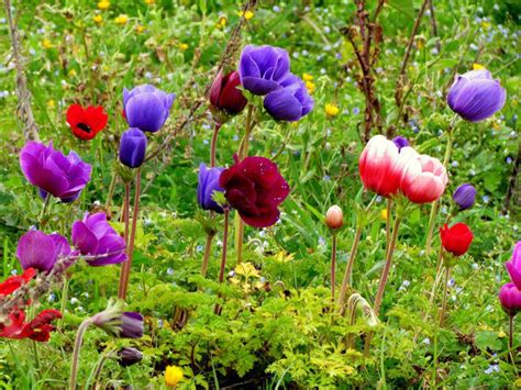 Accept the bouquet of flower. April 2012 | Good Morning Email Messages
