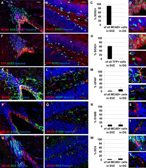 Neural Stemprogenitor Cells Nspcs In Adult Mouse Subventricular Zone